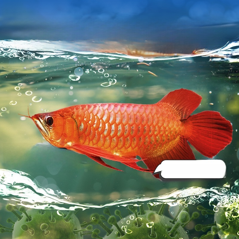 Advanced Water Purification Ta - Water Purification Tablet のレビューと価格